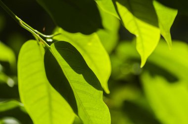 Güneş ışığında sert kontrastlı yeşil yaprakların tam çerçeve görünümü