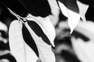 Güneş ışığında sert kontrastlı yeşil yaprakların tam çerçeve görünümü