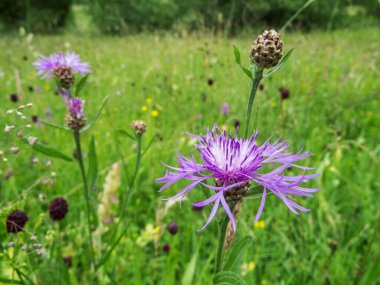Bavyera 'daki bir çayır otunun (Latince: Centaurea jacea) yakın plan görüntüsü