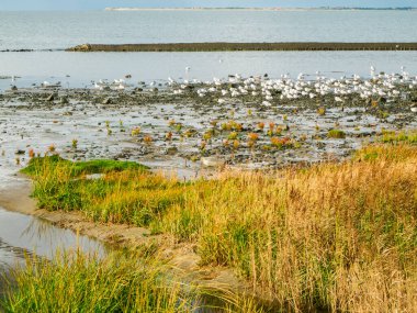 Landscape view over the salt marshes on the Wadden Sea in Lower Saxony with a view of a flock of sitting, foraging seagulls in the outgoing tide. clipart
