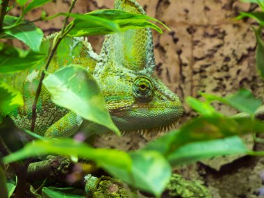 Bir Yemen bukalemununun (lat: Chamaeleo calyptratus) yan görünümü yeşil dallar ve yapraklar arasında iyi kamufle edilmiştir.