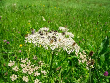 Close-up view of a meadow hogweed umbel flower full of houseflies (Latin: Musca domestica), grove hoverflies (Latin: Episyrphus balteatus) and some red soft beetles (Latin: Rhagonycha fulva) in the middle of a flower meadow in summer in Bavaria. clipart