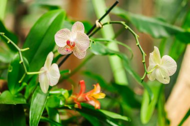 Dalları ve dalları olan doğal yeşil bir zemin üzerinde ince desenli orkide çiçekleri..