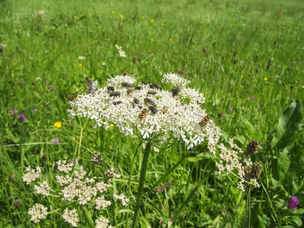 Karınca sinekleri (Latince: Musca domestica), orman sinekleri (Latince: Episyrphus balteatus) ve bazı kırmızı yumuşak böceklerin (Latince: Rhagonycha fulva) yaz mevsiminde Bavyera 'da bir çiçek çayırının ortasında yakın plan görüntüsü.