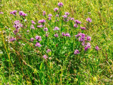 Yazın Bavyera 'daki bir çiçek çayırında çayır otları (lat: Centaurea jacea) koleksiyonunun manzara görüntüsü.