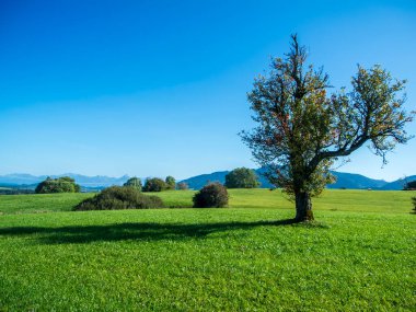 Allgaeu Bavyera 'nın manzara manzarası. Yeşil bir tepede yaprakları yetişen vahşi bir ağaç, tek başına çalılar ve orta zeminde küçük ağaçlar ve yazın arka planda yüksek Alpler' in ilk etekleri..