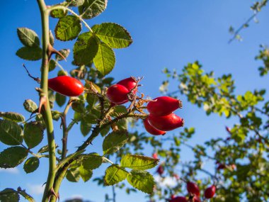 Mavi gökyüzüne karşı olgun gül kalçalı bir köpek gülü çalısı (lat: Rosa canina) alt görünümü.