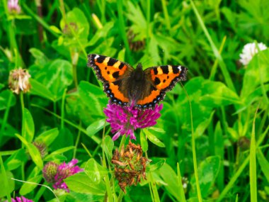 Kırmızı yonca çiçeğinin üzerinde oturan küçük bir kaplumbağa kabuğu kelebeğinin (lat: Aglais urticae) tam vücut görünümü.