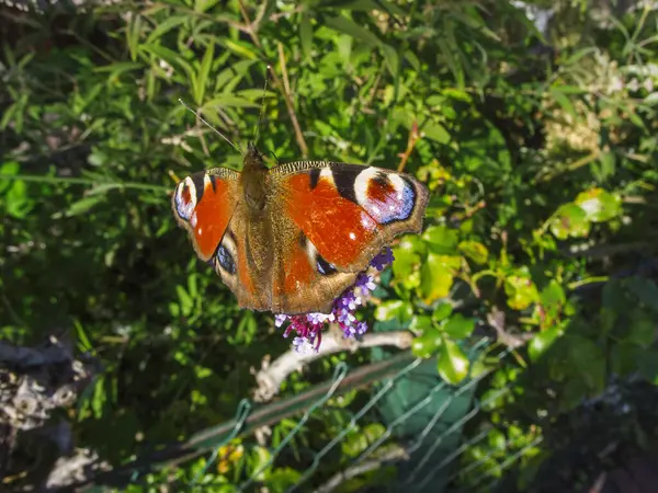 Bir Peacock kelebeğinin (lat: Aglais io) tam vücut açılı görünümü ve dikey olarak bir umbel çiçeğinin üzerinde oturan kanatları.