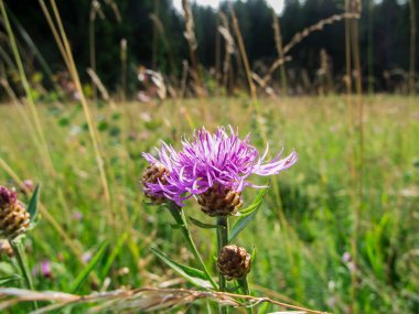Bulanık yeşil bir arka plana karşı bir çiçeğin zemin seviyesinde görüntüsü ve knapweed (lat: Centaurea) tomurcukları