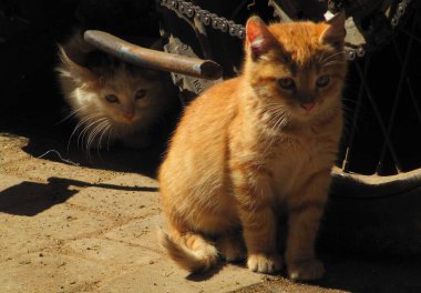 Marakeş sokak kedileri motosikletin yanında