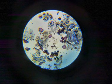 Hücrelerin, parçacıkların ve enkazın mikroskobik görüntüsü. Bilim, laboratuvar, araştırma.