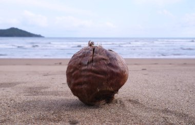 Arka planda okyanus dalgaları olan kumlu sahilde yatan kurumuş bir hindistan cevizi tropikal titreşimleri, doğayı, tatili ve kıyı hayatını simgeliyor..