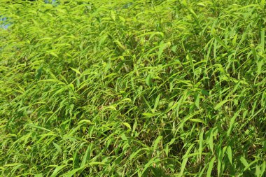 A wall of vibrant, long, bright green leaves from a bamboo or grass-like plant creates a dense, lush texture under natural sunlight.