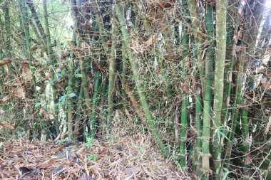 A dense grove of green bamboo stalks rises vertically, with dead, dry bamboo leaves and debris covering the forest floor.