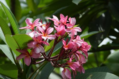 Ağaçta pembe Plumeria alba çiçekleri.