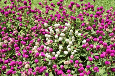 Beyaz Küre Amaranth çiçekleri Taman Bunga Nusantara, Batı Java 'da mor çiçeklerle çevrili.