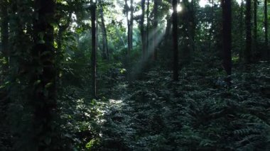 Doğal yeşil orman geçmişi olan orman ağaçları. Endonezya 'nın yoğun tropikal ormanlarında sabah güneşi. CIFOR 'un Bogor City' deki orman manzarası İHA 'dan.