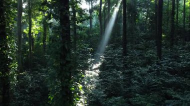 Ağaç ormanının arka planı. Tropikal Orman ya da Yağmur Ormanı. Yazın ağaçların arasından güneş parlarken sık ormanda yürü. Yeşil ormanda güneş ışığı parlıyor. Sisli orman.