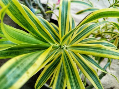 Yeşil bitkileri kapatın