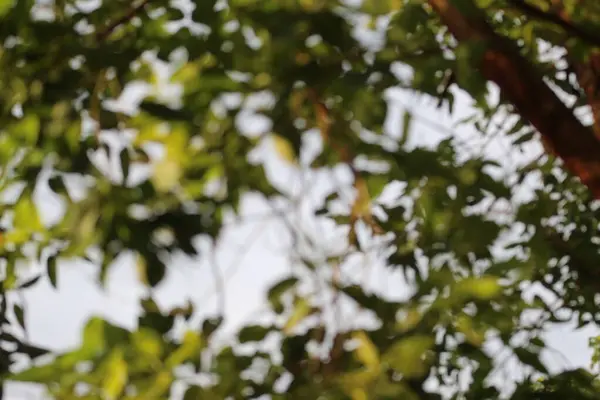 Bulanık yeşil ağaç yaprakları güneş ışığıyla parıldıyor