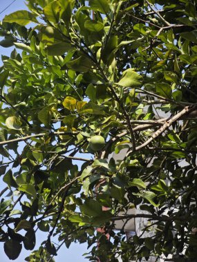 Taze yeşil narenciye ağacı, sağlıklı yapraklar ve olgunlaşmamış portakal meyvesi güneş ışığı altında yetişiyor.