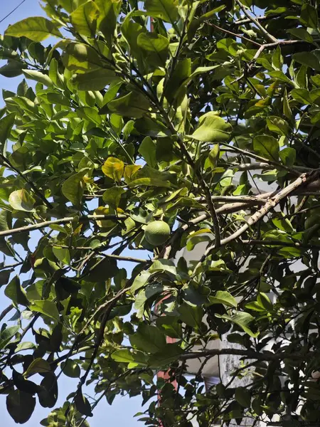 Taze yeşil narenciye ağacı, sağlıklı yapraklar ve olgunlaşmamış portakal meyvesi güneş ışığı altında yetişiyor.