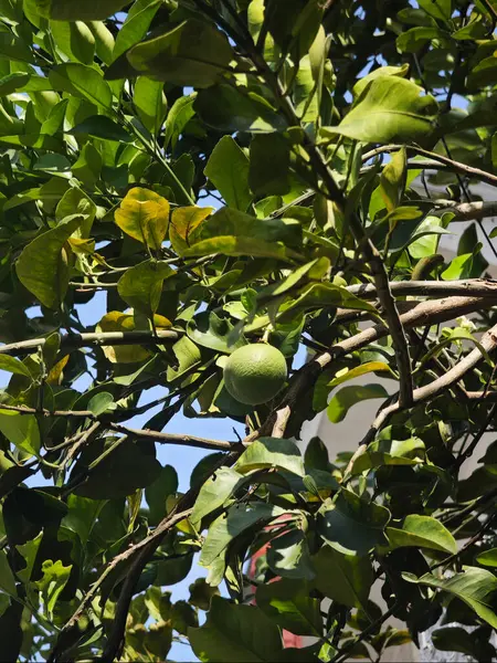 Taze yeşil narenciye ağacı, sağlıklı yapraklar ve olgunlaşmamış portakal meyvesi güneş ışığı altında yetişiyor.
