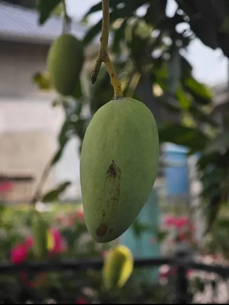 Doğal dokusu ve arka planı bulanık taze mango meyvesi, tarım, tarım, tropikal meyve ve sağlıklı gıda kavramları için mükemmel.
