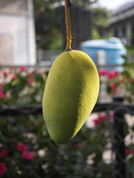 Doğal dokusu ve arka planı bulanık taze mango meyvesi, tarım, tarım, tropikal meyve ve sağlıklı gıda kavramları için mükemmel.