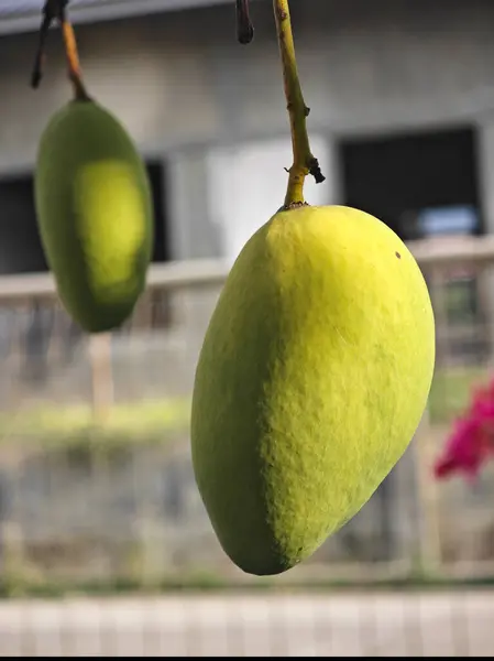 Doğal dokusu ve arka planı bulanık taze mango meyvesi, tarım, tarım, tropikal meyve ve sağlıklı gıda kavramları için mükemmel.
