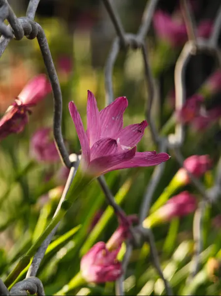 Metal bir çitin içinden açan pembe çiçek ve doğal güneş ışığı.