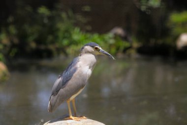 Güzel bir balıkçıl nehir kıyısında duruyor, zarif duruşunu sergiliyor ve yumuşak, doğal bir arka plana karşı parlak gri ve siyah tüylerini sergiliyor.