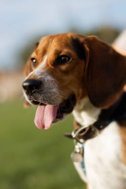 Close-up of a beagle dog outdoors on a sunny day, holding a stick in its mouth. Only the head is visible in an almost profile view, capturing the dogs playful and attentive expression