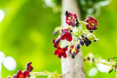 Ağacın üzerinde canlı kırmızı çiçekleri, C vitamini bakımından zengin tropikal egzotik bitkiler, bahçıvanlık, tarım ve sağlıklı gıda kavramları için mükemmel olan bilimbi meyve kümesi (Averrhoa bilimbi)..