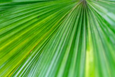 Doğal çizgileri ve canlı renkleri olan taze yeşil palmiye yaprağı dokusu yakın plan. Tropikal arka plan, çevre dostu konsept, refah için doğa detayı, botanik tasarım ve çevre temaları.