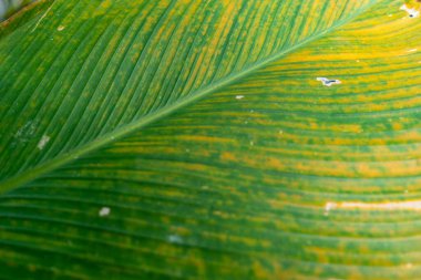 Doğal çizgileri ve canlı renkleri olan taze yeşil yaprak dokusuna yakın çekim. Tropikal arka plan, çevre dostu konsept, refah için doğa detayı, botanik tasarım ve çevre temaları.