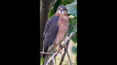 Cooper 'lar sinsi sinsi dolaşıyor.