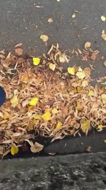 Parma, İtalya. 25 Eylül 2025. Asfalt Mevsimlik Yaşam Tarzı ve Yaratıcı Stok Görüntülerinde Mavi Ayakkabıyla Sonbahar Yaprakları. Yazar: Djundiet A.