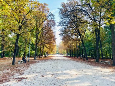 Parma, İtalya, 30 Eylül 2025. İtalya 'nın Parma Parkı' ndaki sonbahar ağaçlarının arasından parlayan güzel güneş ışığı. Yazar: Djundiet A.