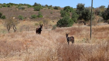 Wild Miranda donkeys live freely on a huge rustic estate in Portugal where they can play all day long