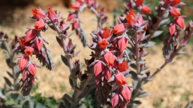 Pink flower of a succulent plant called Echeveria runyonii in a lovingly landscaped front garden