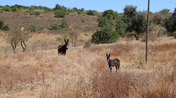 Wild Miranda donkeys live freely on a huge rustic estate in Portugal where they can play all day long