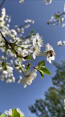 Bahçedeki güzel çiçekler