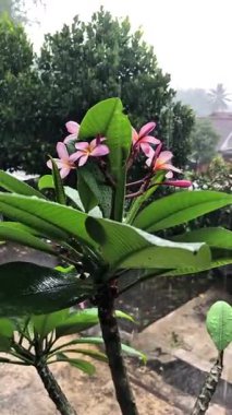 Bahçedeki güzel çiçekler