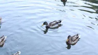 Charming Mallard Ducks Foraging and Drifting in a Tranquil Pond, Creating Gentle Ripples in the Calm Water, Symbolizing Nature's Serenity and Wildlife Observation.