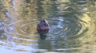 A single mottled brown mallard duck rests on a tranquil pond, creating gentle ripples in the water, reflecting trees in soft, natural lighting.