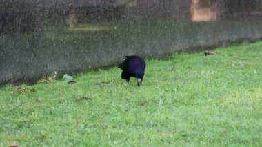 Rook on Green Grass Investigating a Meal, Bird Searches for Food in Garden, Black Plumage, Wild Animal with Gray Beak, Sunny Day, Birdlife and Nature