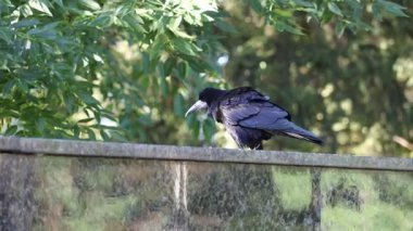 A rook sits on a fence and walks on the green grass lawn in a summer city park.