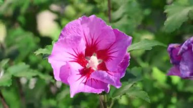Close up of a vibrant purple rose of sharon flower with a red center, gently swaying in a summer garden, soft focus and natural lighting creates a serene atmosphere.